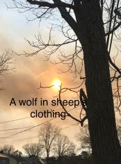 A wolf in sheep’s clothing 